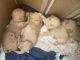 Labradoodle Puppies for sale in Oxnard, CA, USA. price: $1,000