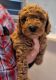 Labradoodle Puppies for sale in Webster, FL 33597, USA. price: $1,200
