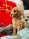 Labradoodle Puppies for sale in Nampa, Idaho. price: $500