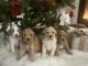 Labradoodle Puppies for sale in Fayetteville, North Carolina. price: $1,000