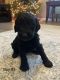 Labradoodle Puppies for sale in Snow Camp, North Carolina. price: $400