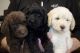 Labradoodle Puppies for sale in Arlington, Texas. price: $1,450