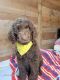 Labradoodle Puppies for sale in Dade City, Florida. price: NA