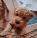 Labradoodle Puppies for sale in Webster, FL 33597, USA. price: $1,000