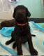 Labradoodle Puppies for sale in Killeen, Texas. price: $2,500