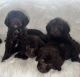 Labradoodle Puppies for sale in Sharpsburg, Kentucky. price: $600