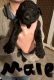 Labradoodle Puppies for sale in Tallahassee, Florida. price: $800
