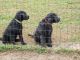Labradoodle Puppies for sale in Aiken, South Carolina. price: $250