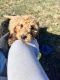 Labradoodle Puppies for sale in Guthrie, Kentucky. price: $1,100