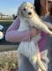 Labradoodle Puppies for sale in Lexington, KY 40509, USA. price: $700