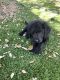 Labradoodle Puppies for sale in Austin, Texas. price: $400