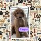 Labradoodle Puppies for sale in Houston, Texas. price: $500
