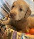Labradoodle Puppies for sale in Bevier, Missouri. price: $850