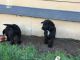 Labradoodle Puppies for sale in Vancouver, WA, USA. price: NA