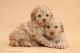Labradoodle Puppies for sale in Tacoma, WA, USA. price: NA