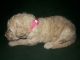 Labradoodle Puppies for sale in Conroe, TX 77303, USA. price: $1,200