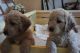 Labradoodle Puppies for sale in FL-436, Casselberry, FL, USA. price: NA