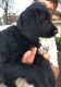 Labradoodle Puppies for sale in Lehigh Acres, FL, USA. price: NA