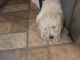 Labradoodle Puppies for sale in Spring Valley, AZ 86333, USA. price: NA