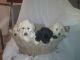 Labradoodle Puppies for sale in Grant Township, MI, USA. price: NA