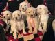 Labradoodle Puppies for sale in Ohio Dr SW, Washington, DC, USA. price: NA