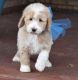 Labradoodle Puppies for sale in Nashua, NH 03062, USA. price: NA