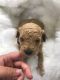 Labradoodle Puppies for sale in Panama City Beach, FL, USA. price: NA