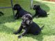 Labradoodle Puppies for sale in K St NW, Washington, DC, USA. price: $400