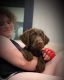 Labradoodle Puppies for sale in Sanford, FL, USA. price: NA