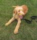 Labradoodle Puppies for sale in Conroe, TX 77303, USA. price: $900