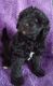 Labradoodle Puppies for sale in Seymour, WI 54165, USA. price: NA