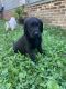 Labradoodle Puppies for sale in Painesville Township, OH, USA. price: NA