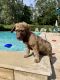 Labradoodle Puppies for sale in Starke, FL 32091, USA. price: NA