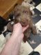 Labradoodle Puppies for sale in Millington, MI 48746, USA. price: NA