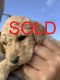 Labradoodle Puppies for sale in Newberry Springs, CA 92365, USA. price: $1,600