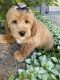 Labradoodle Puppies for sale in Richmond, IL 60071, USA. price: NA