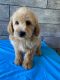 Labradoodle Puppies for sale in Richmond, IL 60071, USA. price: NA