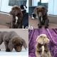 Labradoodle Puppies for sale in Colorado City, AZ 86021, USA. price: $600