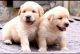 Labrador Retriever Puppies for sale in Mukherjee Nagar, Delhi, India. price: 6000 INR