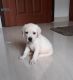 Labrador Retriever Puppies for sale in Kozhikode, Kerala, India. price: 10000 INR