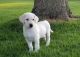 Labrador Retriever Puppies for sale in Cincinnati, OH 45223, USA. price: $500