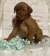 Labrador Retriever Puppies for sale in Nacogdoches, TX 75961, USA. price: $1,200