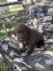 Labrador Retriever Puppies for sale in Goliad, TX 77963, USA. price: NA