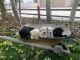 Labrador Retriever Puppies for sale in Mt Pleasant, UT 84647, USA. price: NA