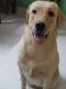 Labrador Retriever Puppies for sale in Silvassa, Dadra and Nagar Haveli and Daman and Diu, India. price: 25000 INR