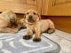 Labrador Retriever Puppies for sale in 17941 Towhee Ln, Twain Harte, CA 95383, USA. price: NA