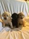 Labrador Retriever Puppies for sale in New Bern, NC, USA. price: NA