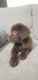 Labrador Retriever Puppies for sale in Merrillville, IN, USA. price: $1,000