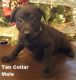 Labrador Retriever Puppies for sale in Vanceburg, KY 41179, USA. price: NA