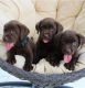 Labrador Retriever Puppies for sale in Fresno County, CA, USA. price: $500